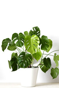 Close-up of potted plant against white background