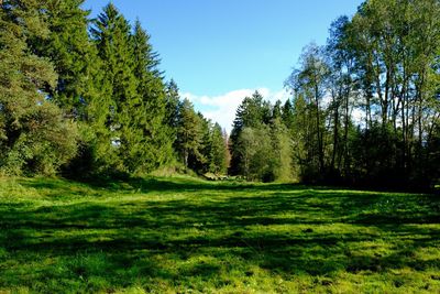 Trees on grassy field against blue sky