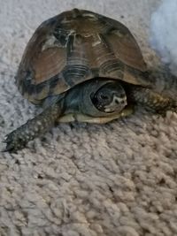 Close-up of tortoise