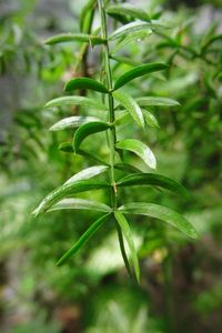 Close-up of plant growing outdoors