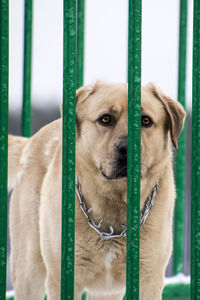 Close-up portrait of dog