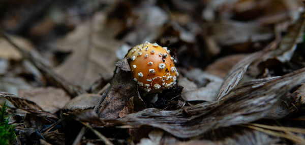 Close-up of mushroom growing on field