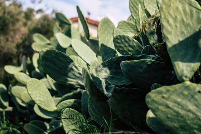 Close-up of succulent plant leaves