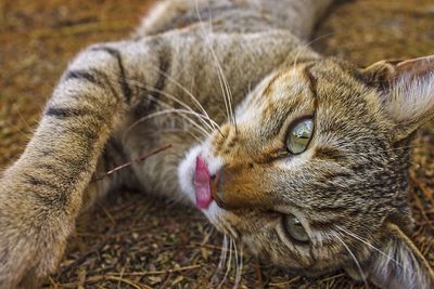 Close-up portrait of a cat