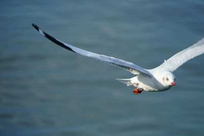 Close-up of bird flying over water