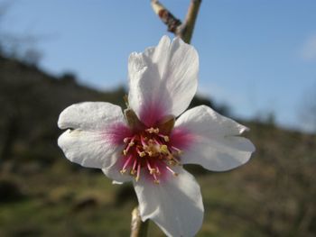 Close-up of fresh flower against sky