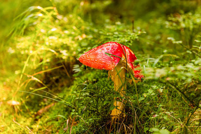 Close-up of red mushroom growing on field