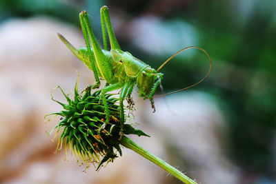 Close-up of insect on leaf