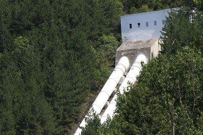 High angle view of trees and plants in forest