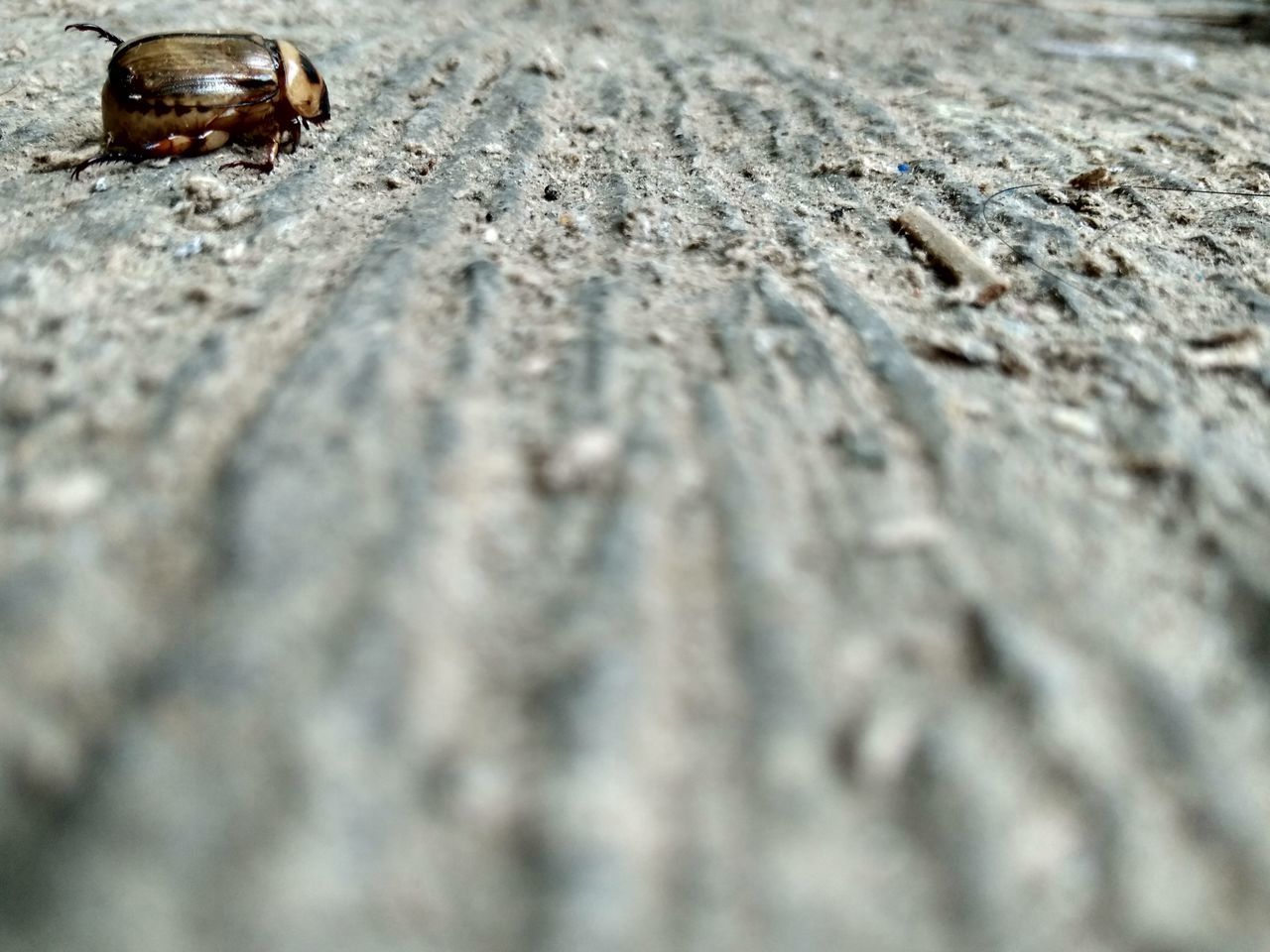 CLOSE-UP OF INSECT ON GROUND