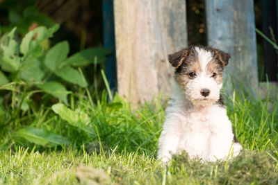 Portrait of puppy on grass