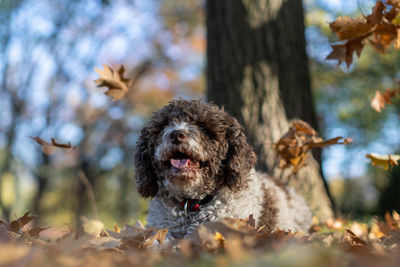 Portrait of dog on tree