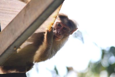 Close-up portrait of monkey