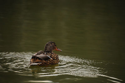 Bird swimming in lake