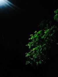 Illuminated tree against black background