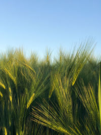 Close-up of wheat growing on field against clear sky