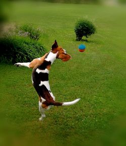 High angle view of dog playing with ball