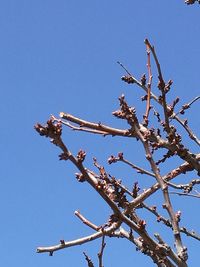 Low angle view of tree against clear blue sky