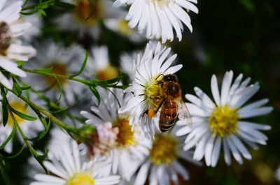 Close-up of honey bee on flower