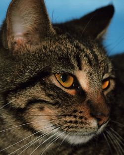 Close-up portrait of cat