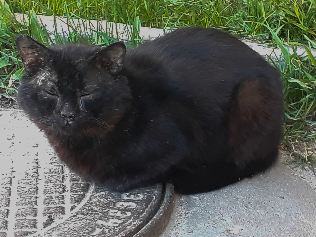 CLOSE-UP OF CAT SITTING ON GRASS