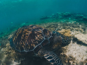 Turtle swimming in sea