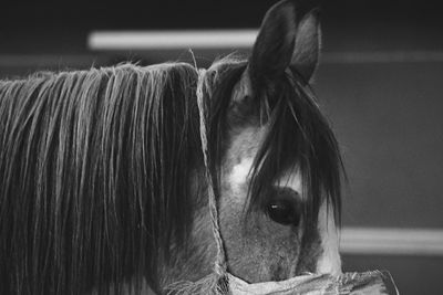 Close-up portrait of horse