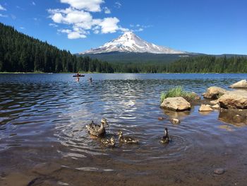 View of birds in lake near mount hood