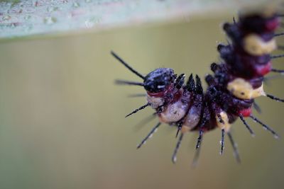 Close-up of a leopard lacewing caterpillar on host plant