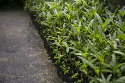 Close-up of plants growing on footpath
