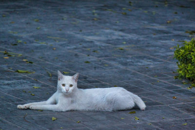 Portrait of white cat relaxing on shore