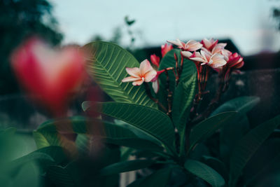 Close-up of red flowering plant