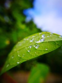 Close-up of water drops on plant leaves