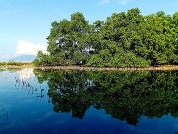 Reflection of tree in lake against sky