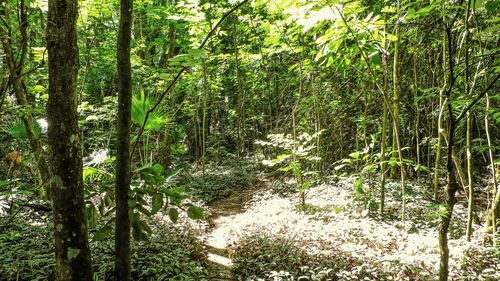 Trees in forest