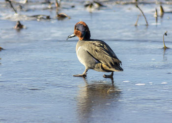 Bird perching on a lake