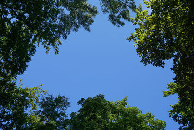 Low angle view of trees against blue sky