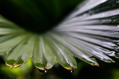 Close-up of water drops on leaf