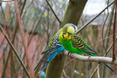 Bird perching on a branch
