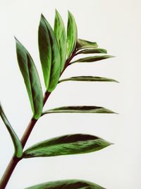 Close-up of leaves against white background