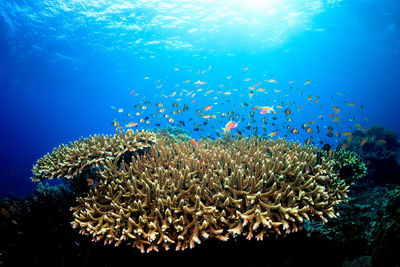 View of fish underwater