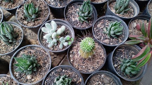 Full frame shot of potted plants