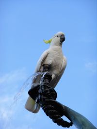 Low angle view of bird perching against blue sky