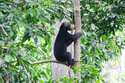 Black cat sitting on tree