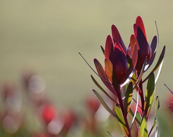 Close-up of pink flower