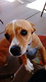 Close-up portrait of dog sitting