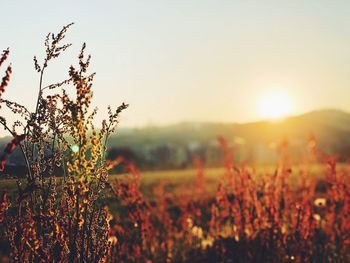 Plants growing on field against sky during sunset