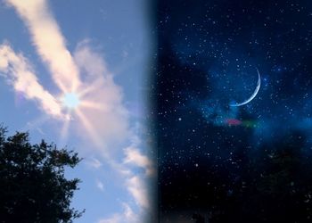 Low angle view of trees against sky at night