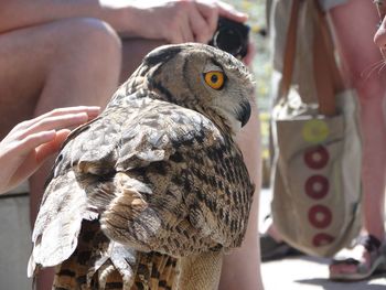 Midsection of person holding bird