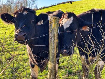 Cow on field seen through fence